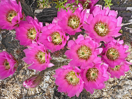 Hedgehog cactus, Saguaro National Park