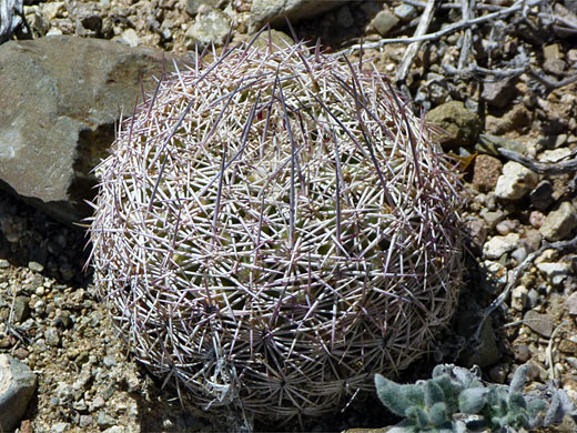 Young needle-spine pineapple cactus