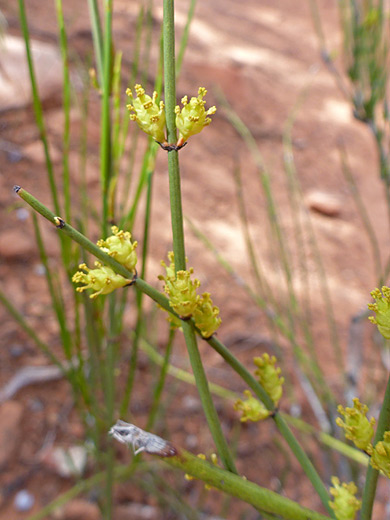 Mormon Tea; Yellow pollen cones of ephedra viridis, along the Courthouse Butte Trail, Sedona, Arizona