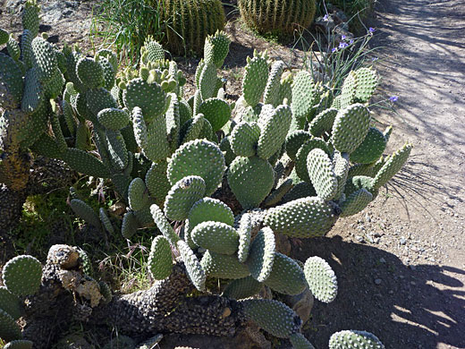 Bunny-ears prickly pear cluster