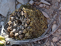 Mature specimen of Living rock cactus