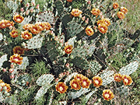 Opuntia cacti in flower