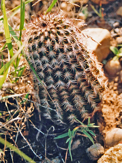 Lace hedgehog cactus