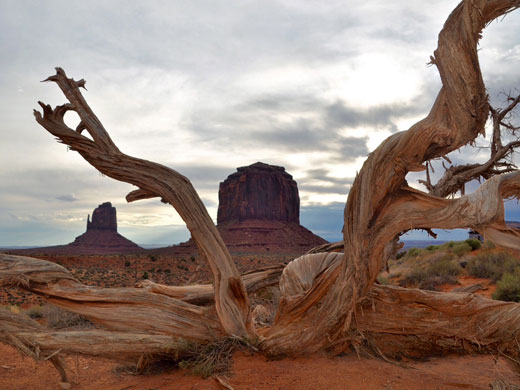 Dead tree in front of the Mitten Buttes