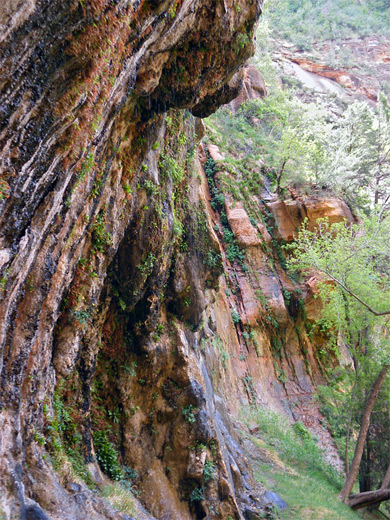 Edge of the Weeping Rock alcove