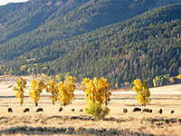 Bison and aspen