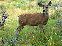 Mule deer near the Yellowstone River Picnic Area trailhead