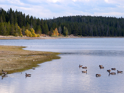 Ducks on Jackson Lake