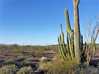 Three desert plants