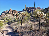 Cholla