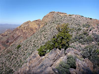 Bushes on the ridgeline