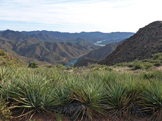 Banana yucca