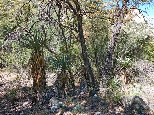 Group of yucca