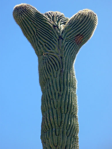 Saguaro