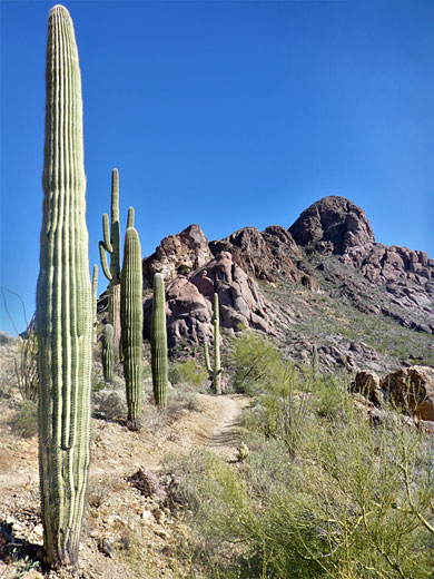 Line of saguaro