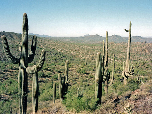 Saguaro in the Tonto National Forest