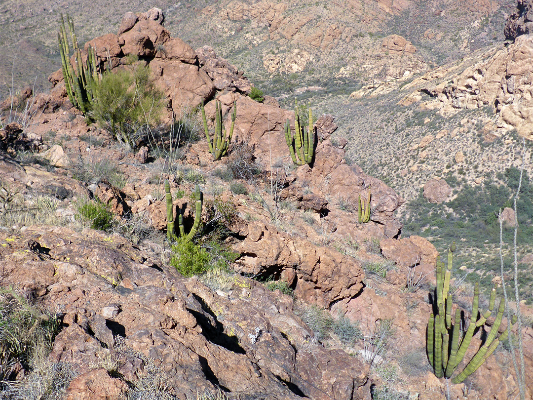 Group of organ pipes