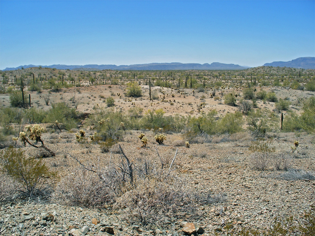Cactus desert: Cabeza Prieta National Wildlife Refuge, Arizona