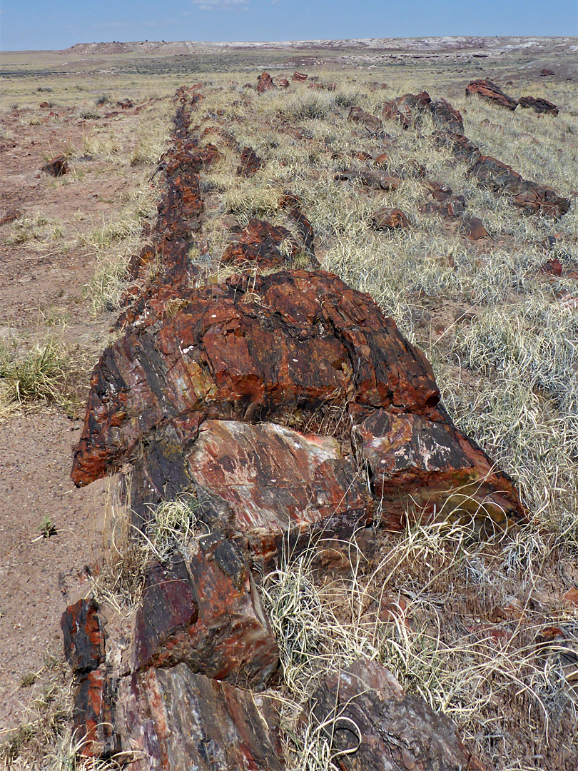 Buried logs