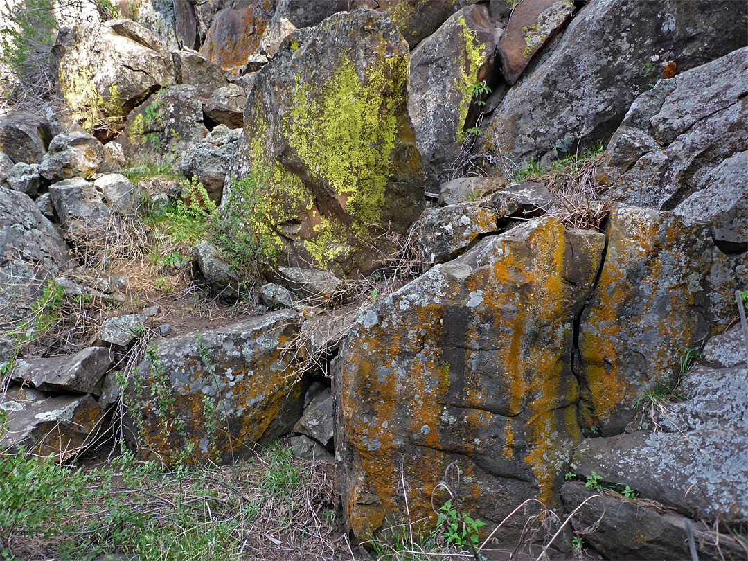 Yellow and orange lichen