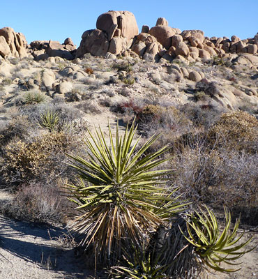 Yucca, agave, bushes and rocks
