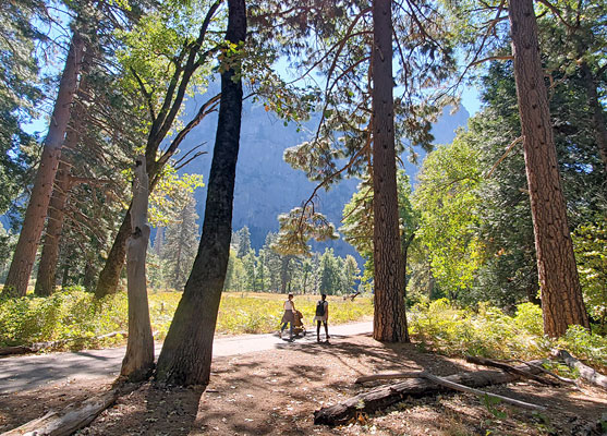 Trees on the north edge of Cook's Meadow