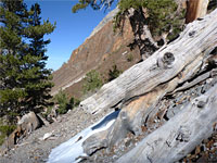 Aged logs