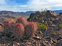 Barrel cactus