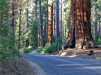 Giant Forest road