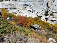 Bushes and granite