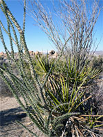Yucca and ocotillo
