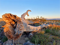 Fallen Joshua tree