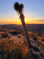 Leaning Joshua tree