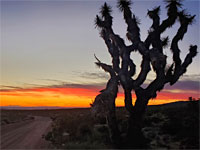 Joshua tree after sunset