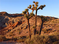 Rainbow Basin