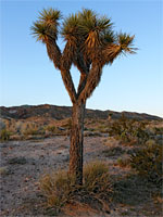 Branched Joshua tree