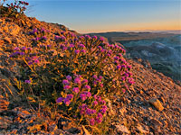 Notch-leaved phacelia