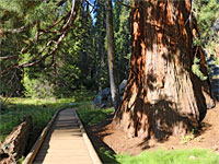 Sequoia and path