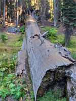 Ancient fallen tree