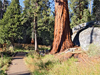 Meadow path