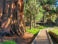 Path past sequoia