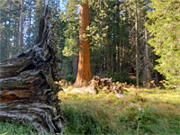 Sequoia roots