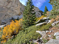 Trees and boulders