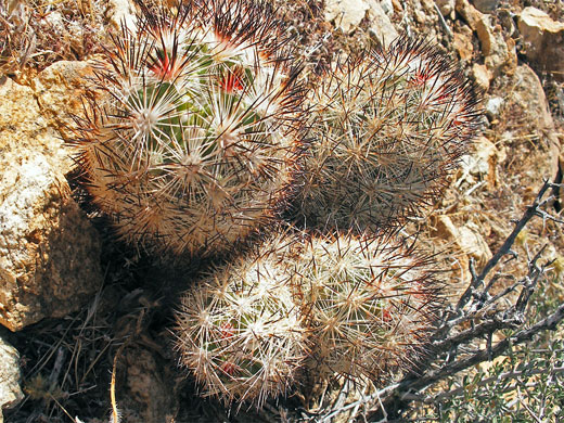 Dark-colored spines