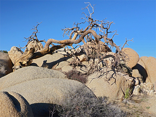 Dead tree