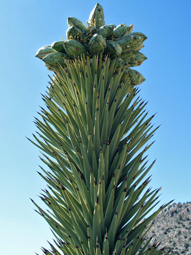 Joshua tree fruit