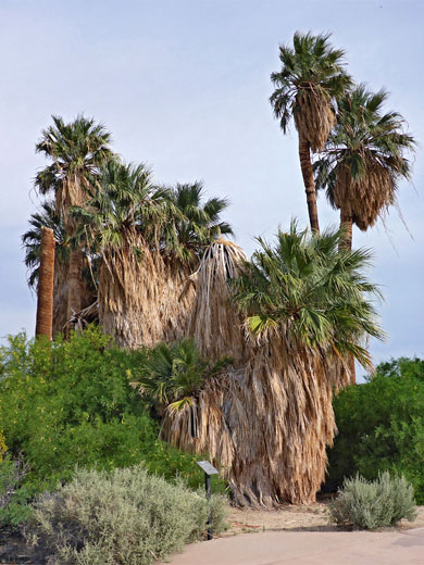 Tall and short palms