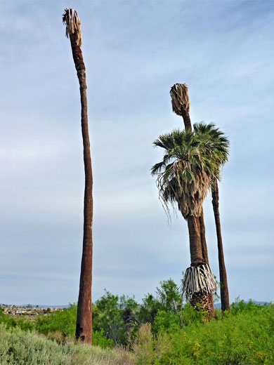 Group of trees