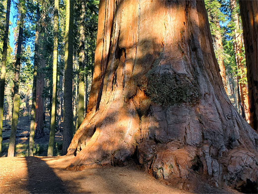 Thick trunk