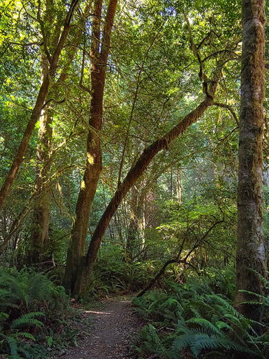 Fern-lined path